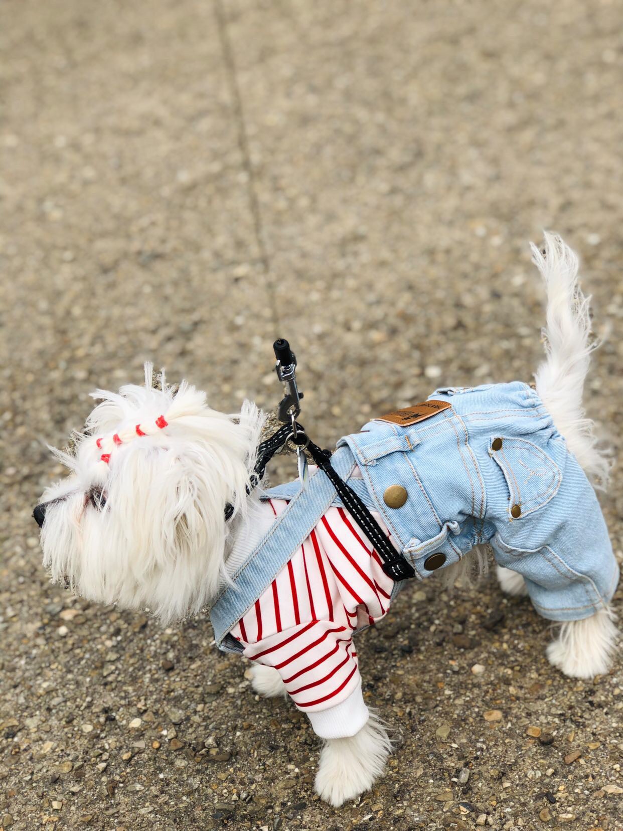 Stylish jeans for your pet 🐶