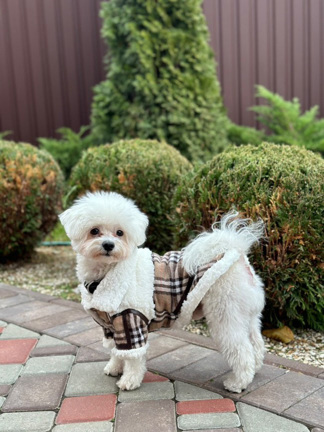 Stylish sheepskin coat for a dog