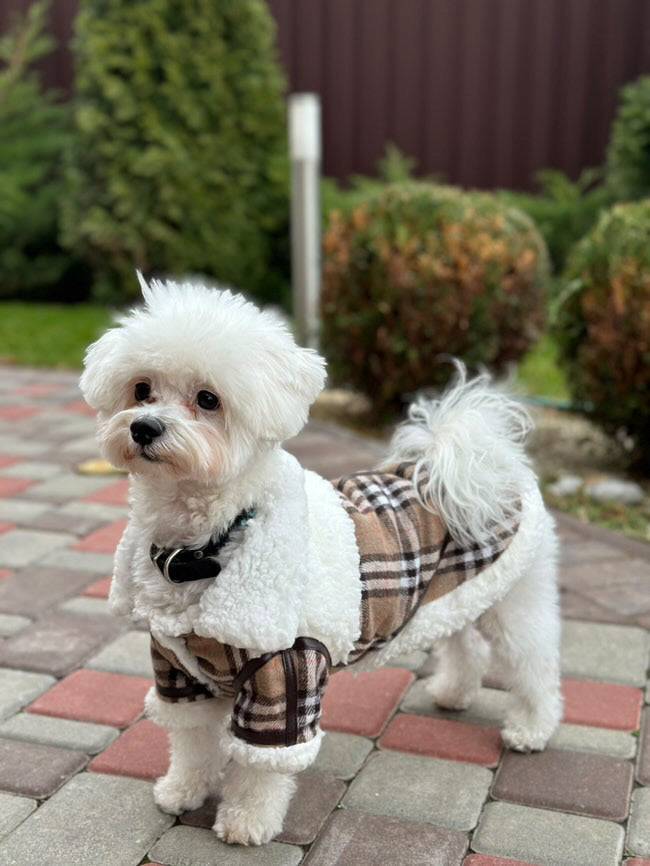 Stylish sheepskin coat for a dog