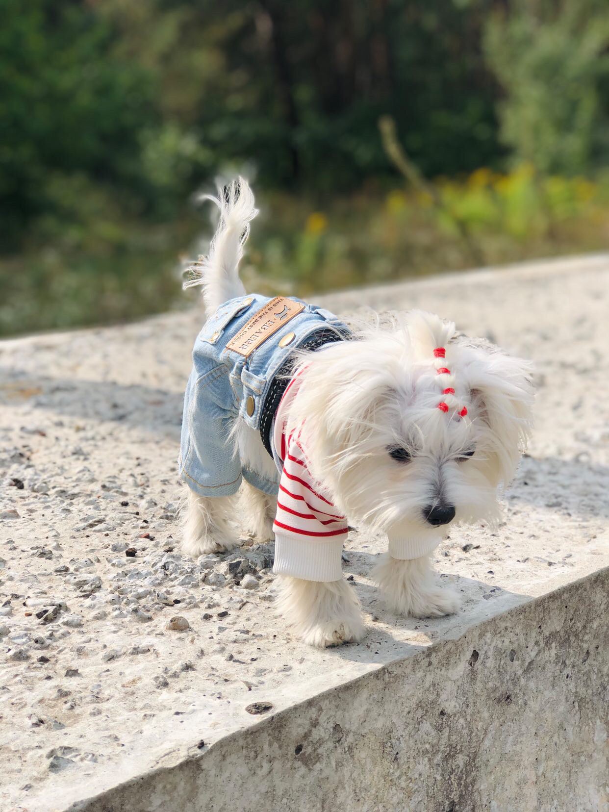 Stylish jeans for your pet 🐶