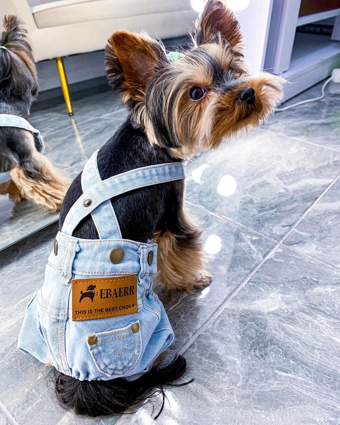 Stylish jeans for your pet 🐶