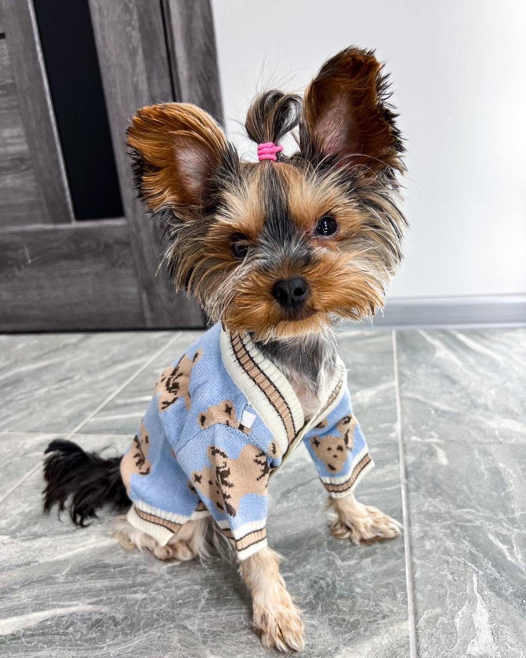 Stylish cardigan 🐶