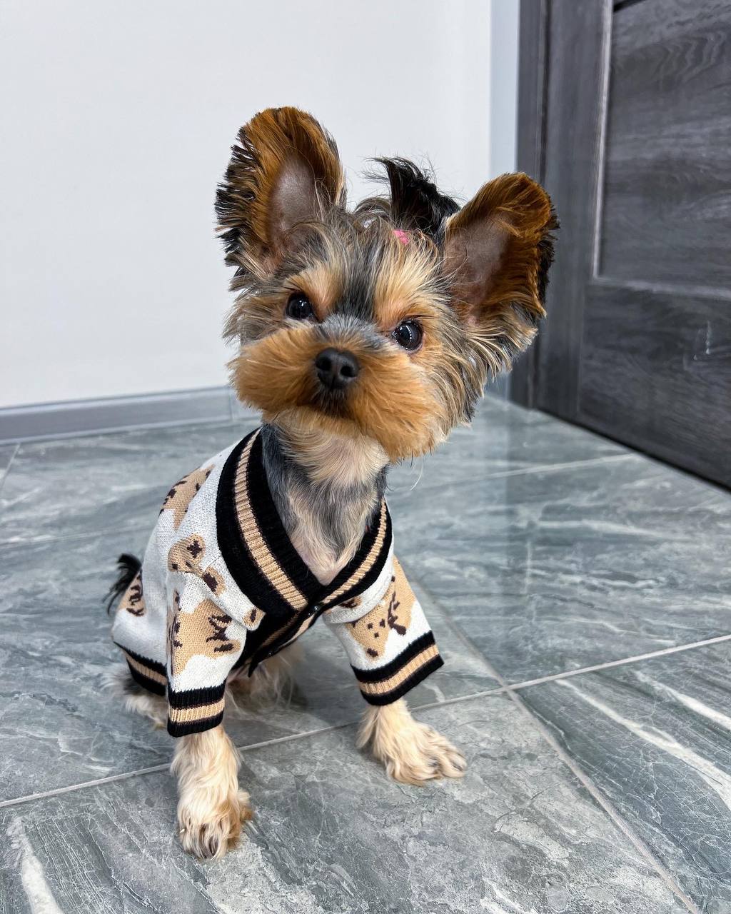 Stylish cardigan 🐶