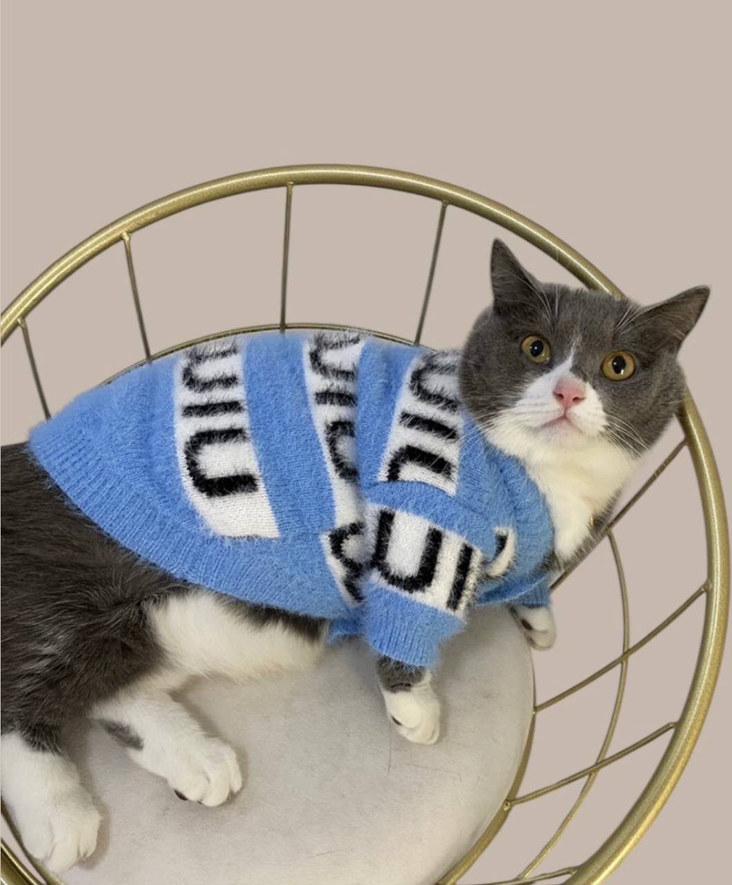 Trendy cardigan for your pet