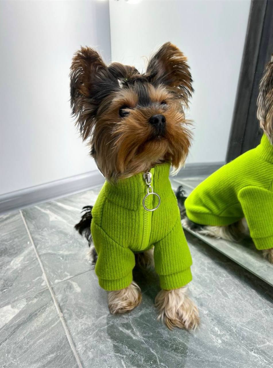 A bright sweater for a ponytail 🐶