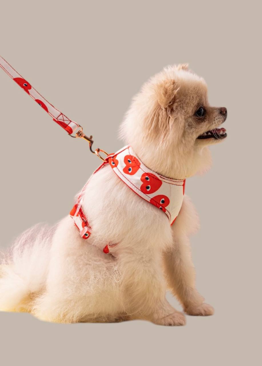 Harness and leash set