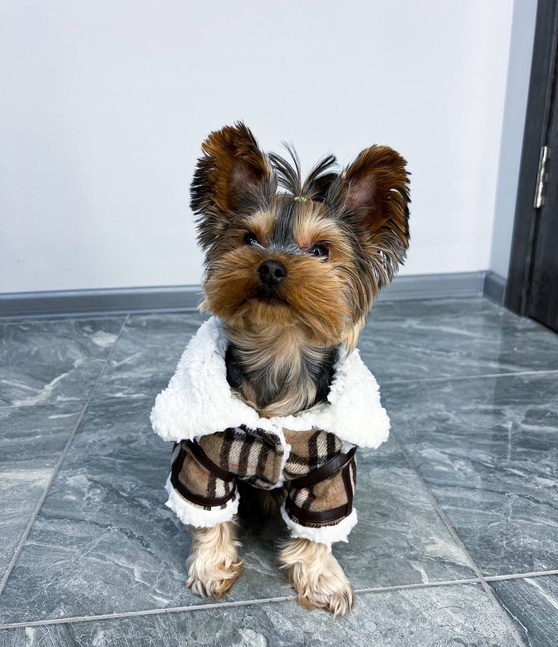 Stylish sheepskin coat for a dog