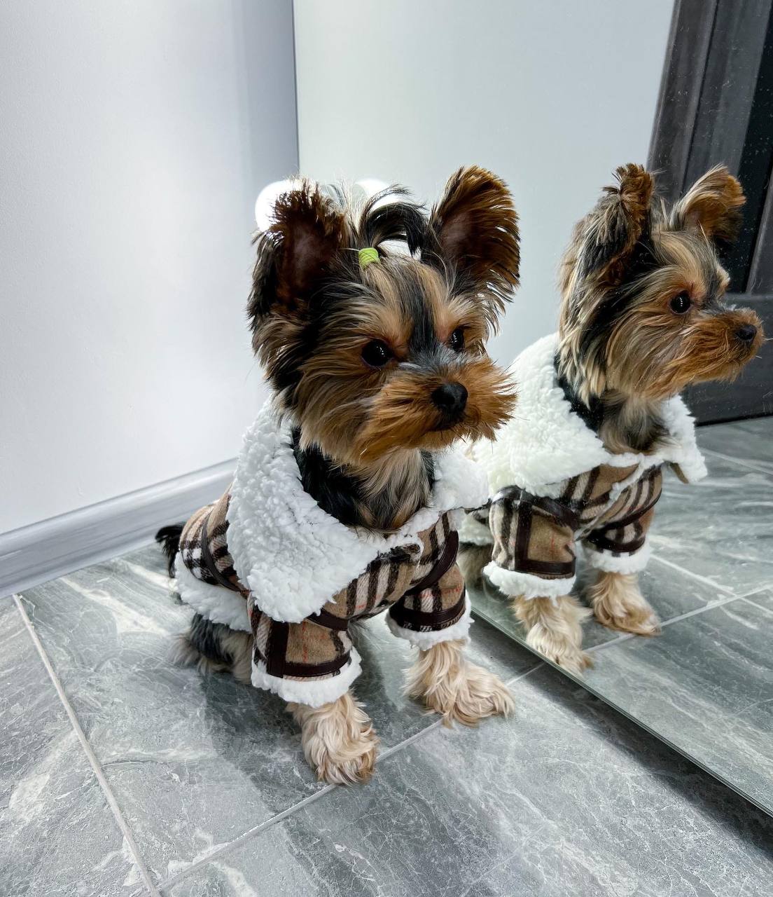 Stylish sheepskin coat for a dog