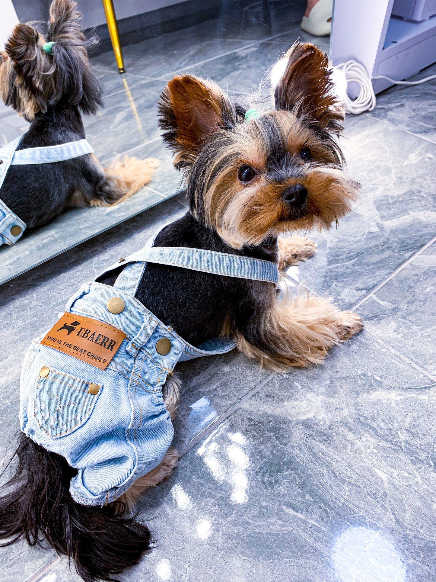 Stylish jeans for your pet 🐶