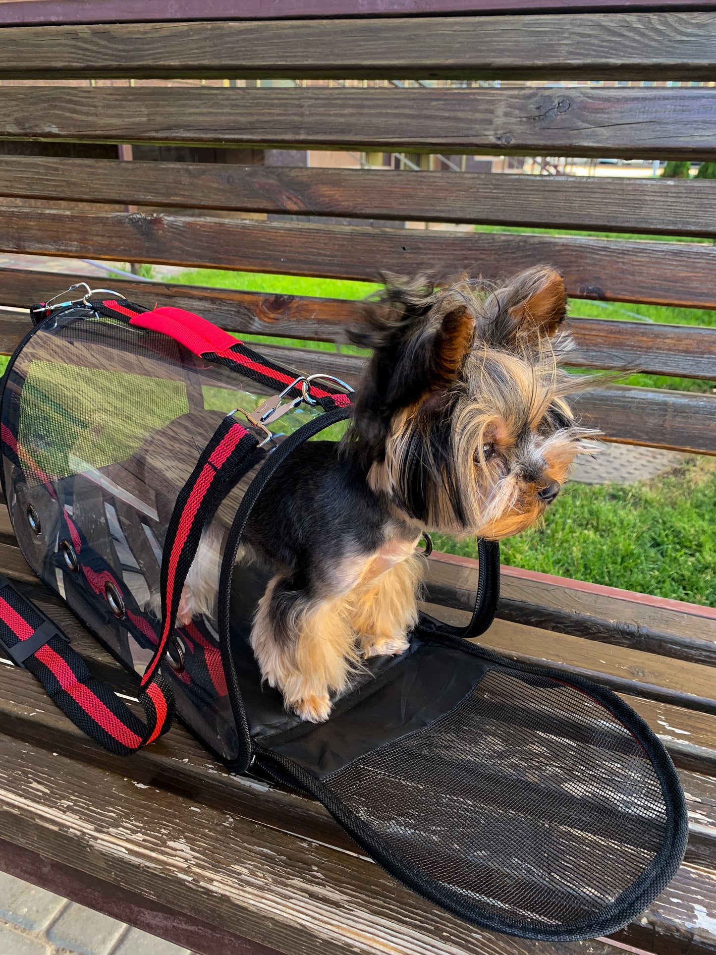 Carrying bag for 🐶🐱