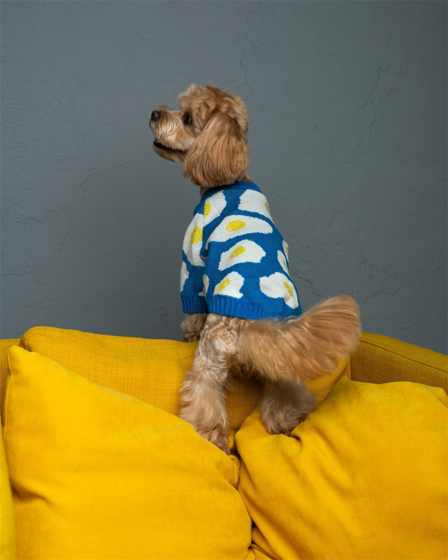 Cozy Pup – warmth & style for your furry friend