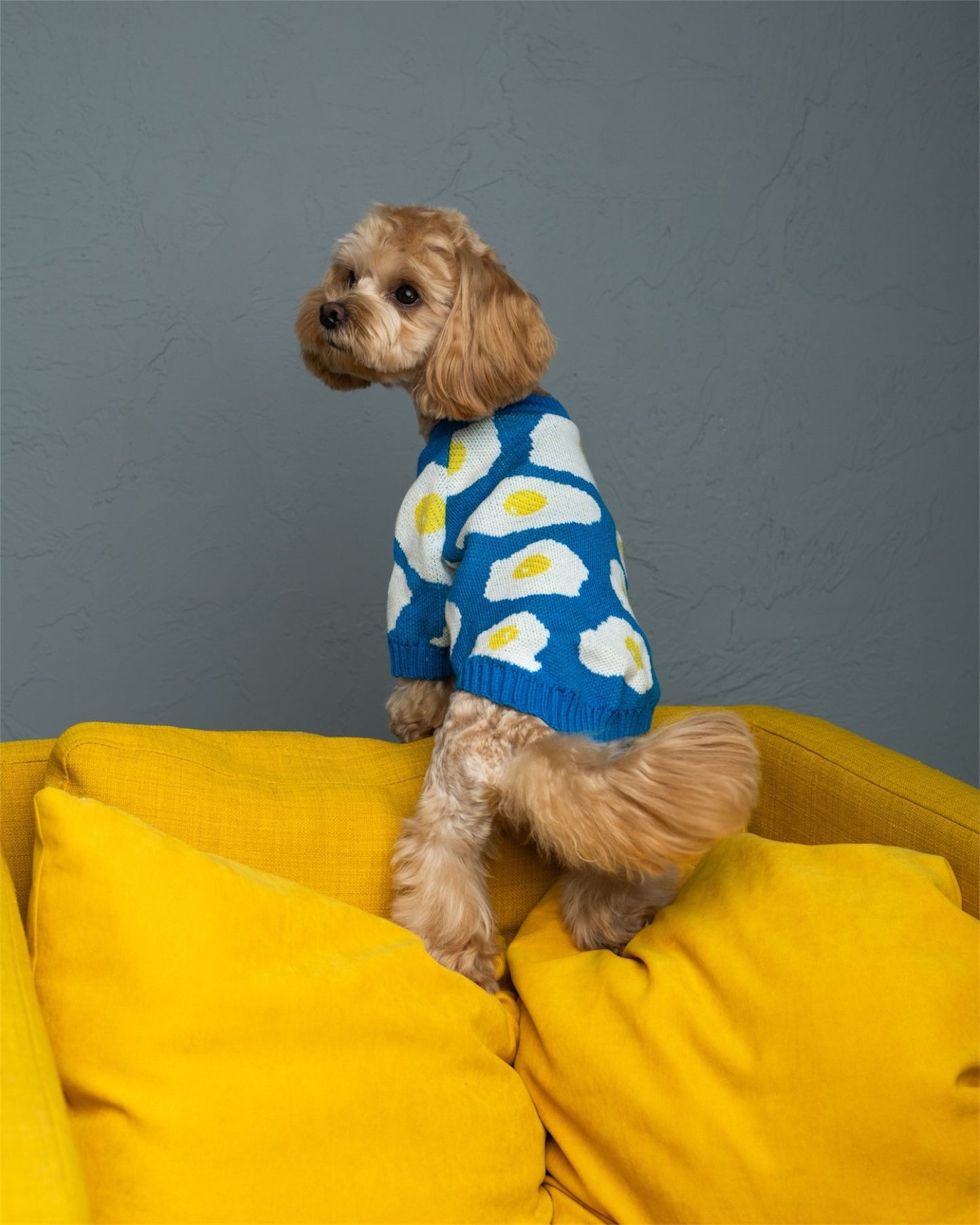 Cozy Pup – warmth & style for your furry friend