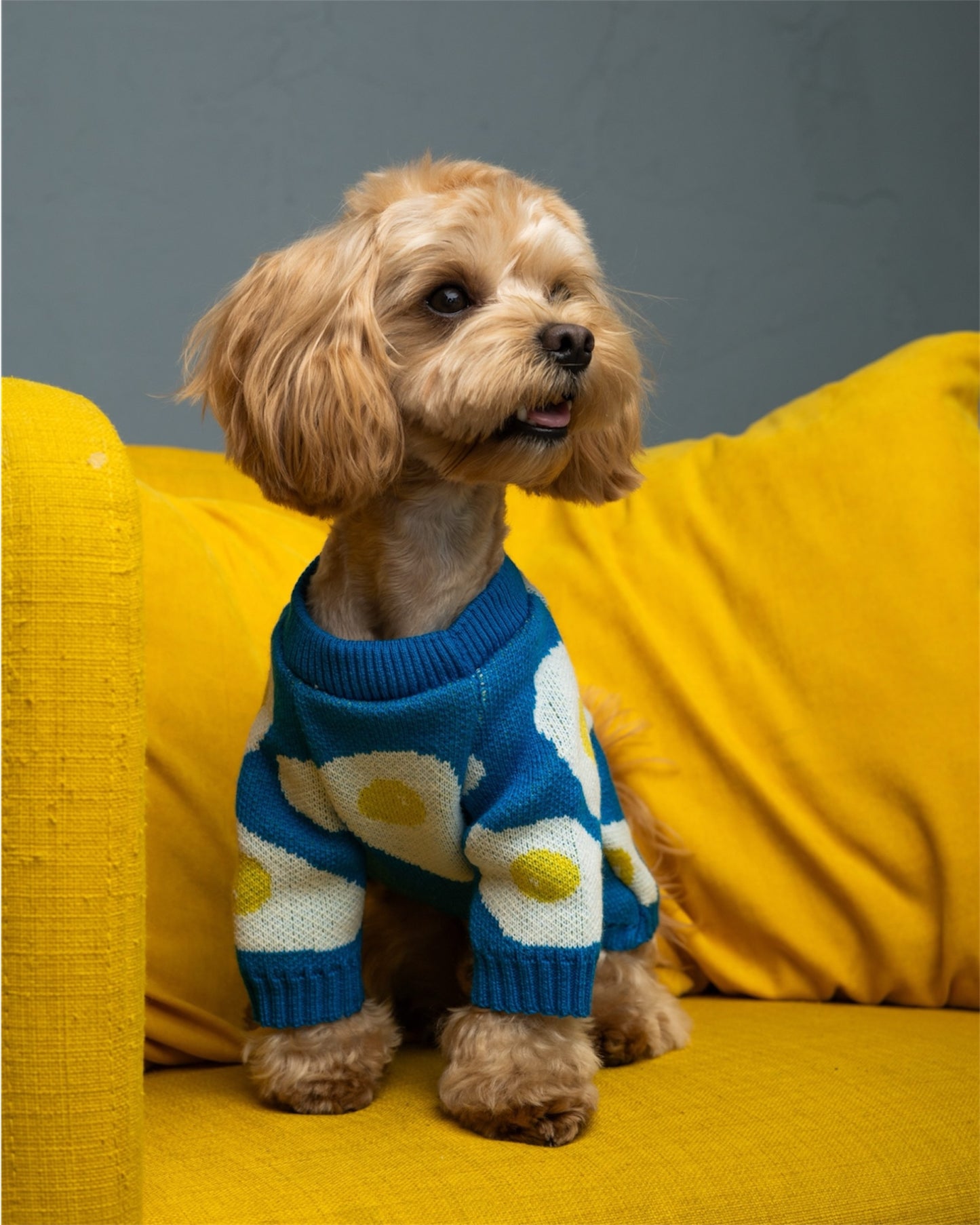 Cozy Pup – warmth & style for your furry friend