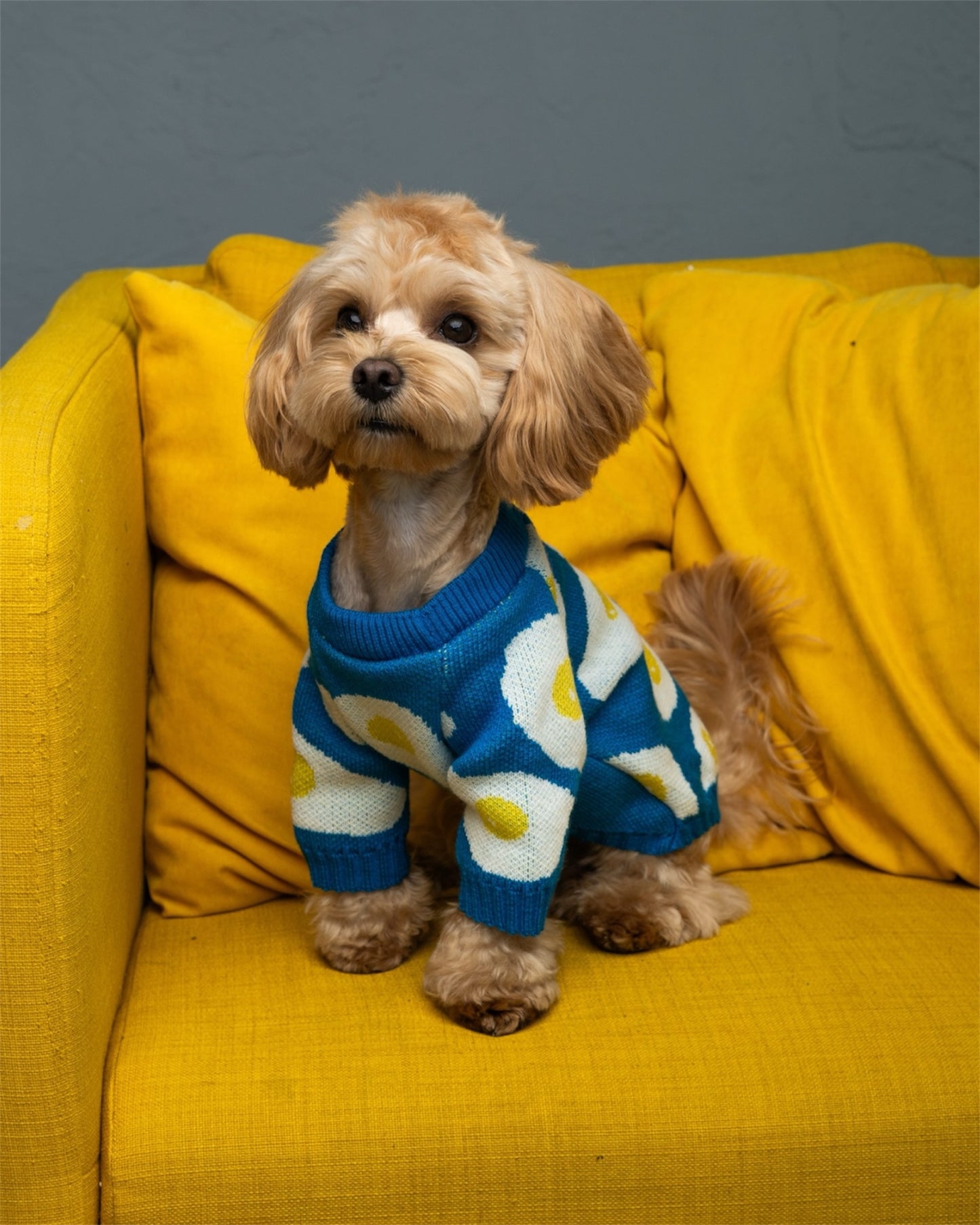 Cozy Pup – warmth & style for your furry friend