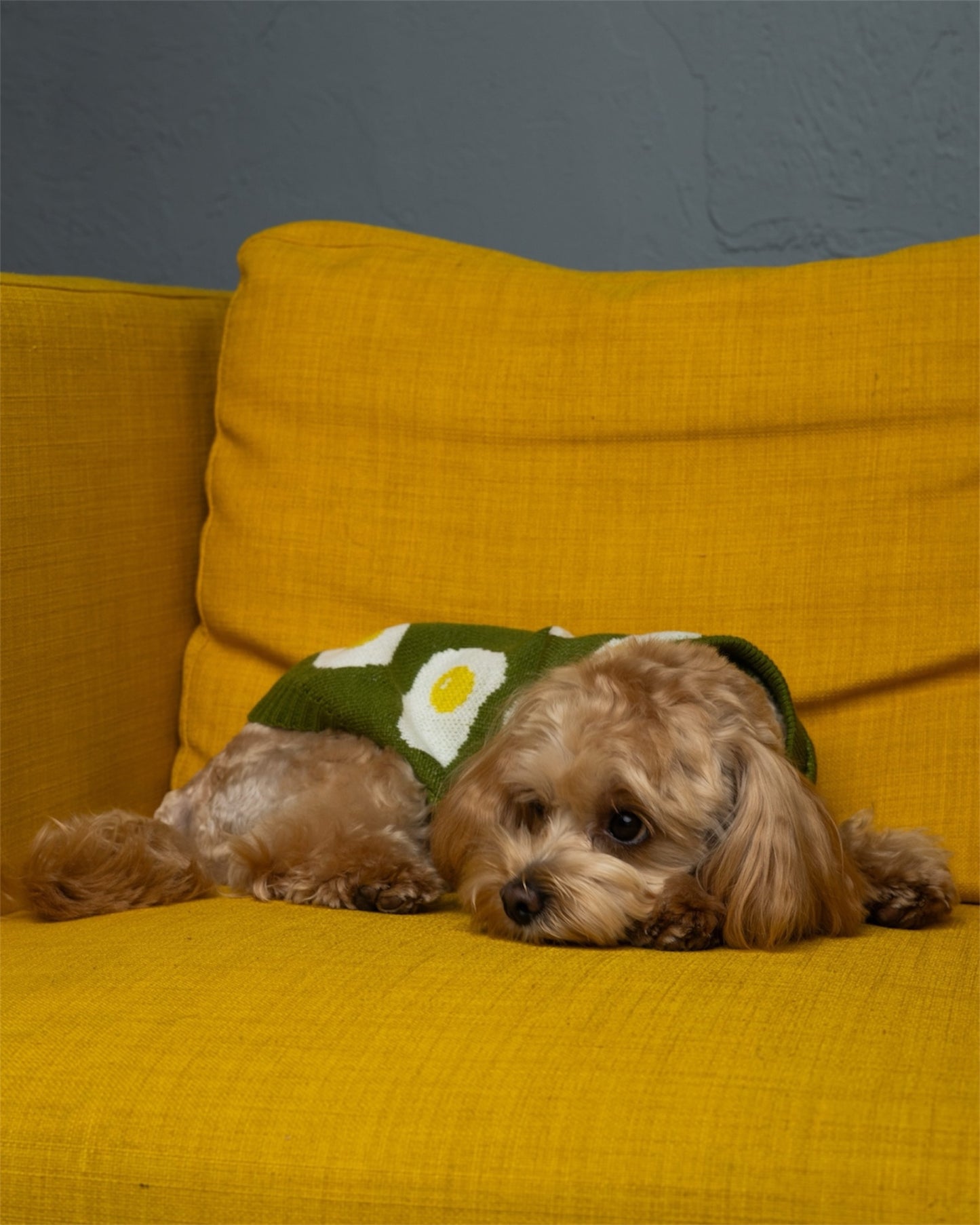 Cozy Pup – warmth & style for your furry friend