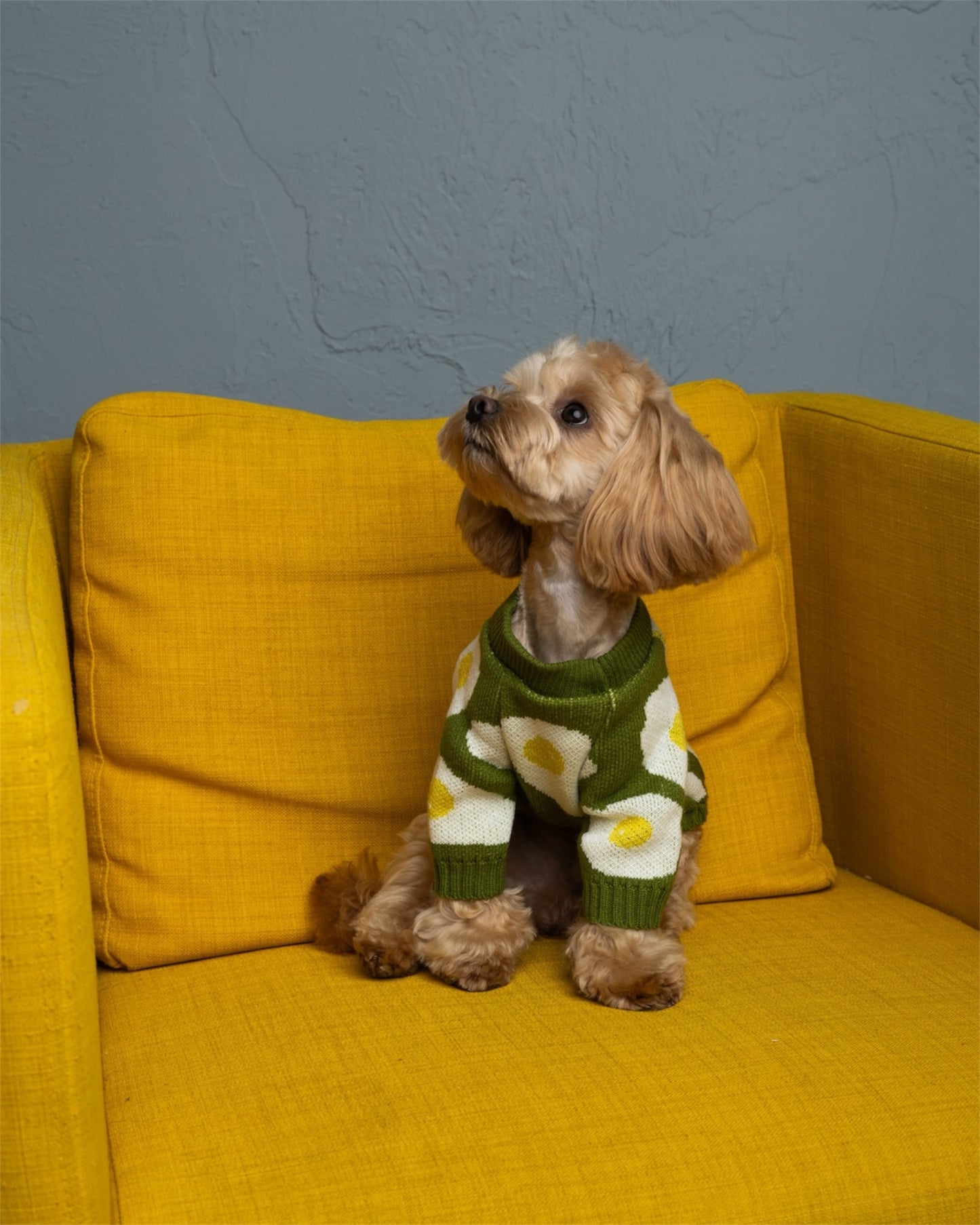 Cozy Pup – warmth & style for your furry friend