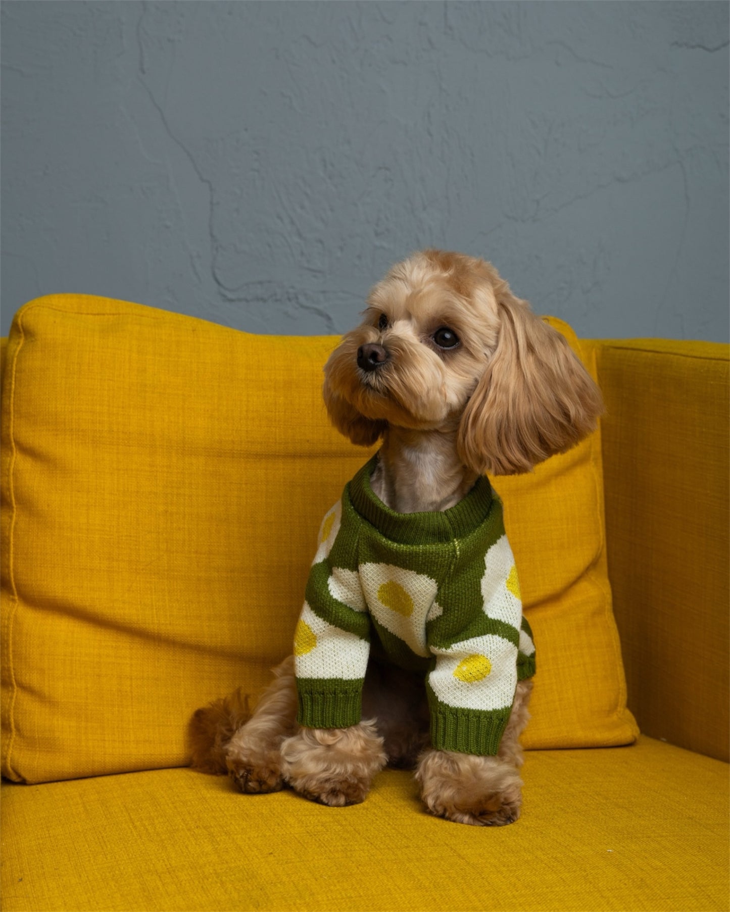 Cozy Pup – warmth & style for your furry friend