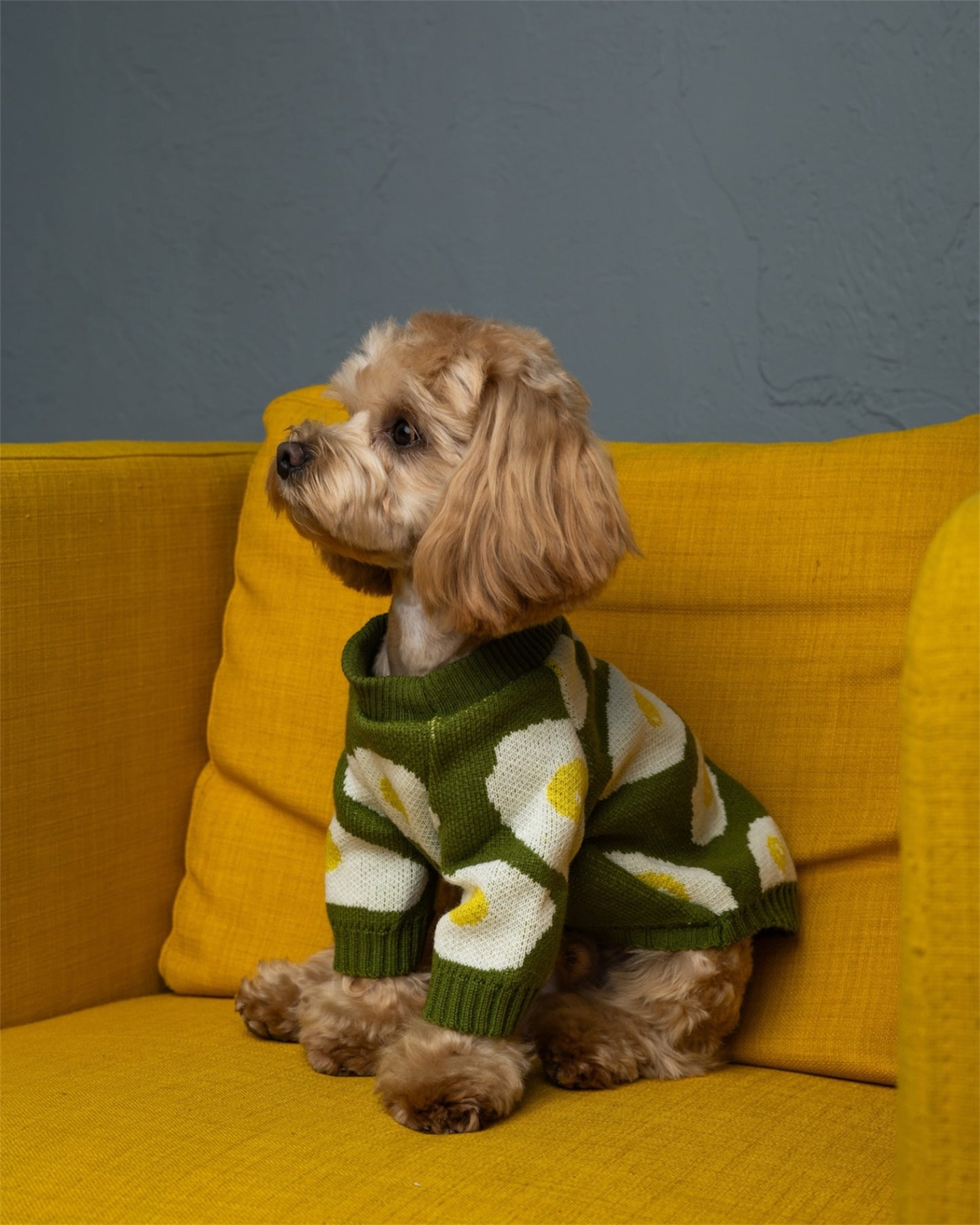 Cozy Pup – warmth & style for your furry friend