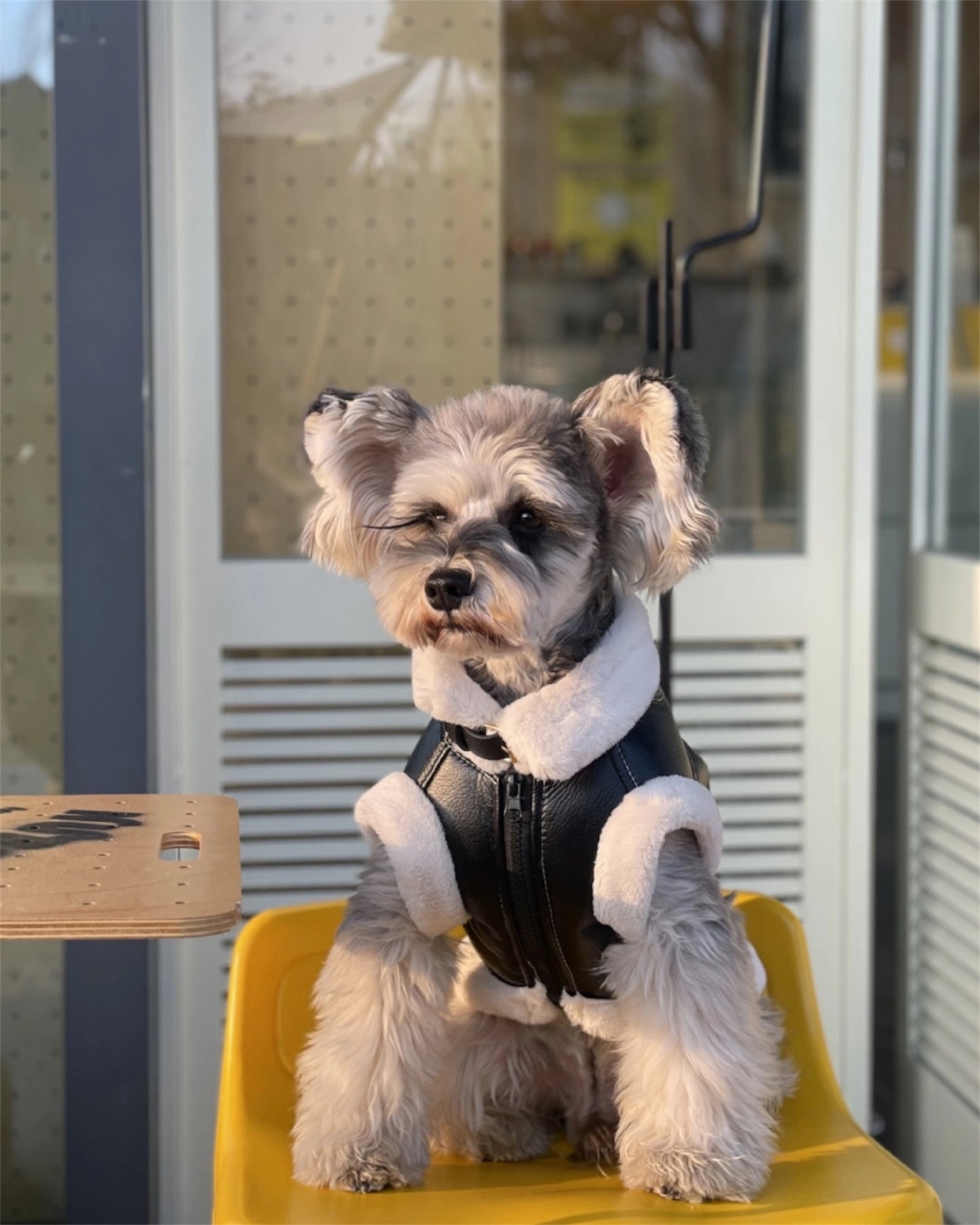 Trendy vest for dogs