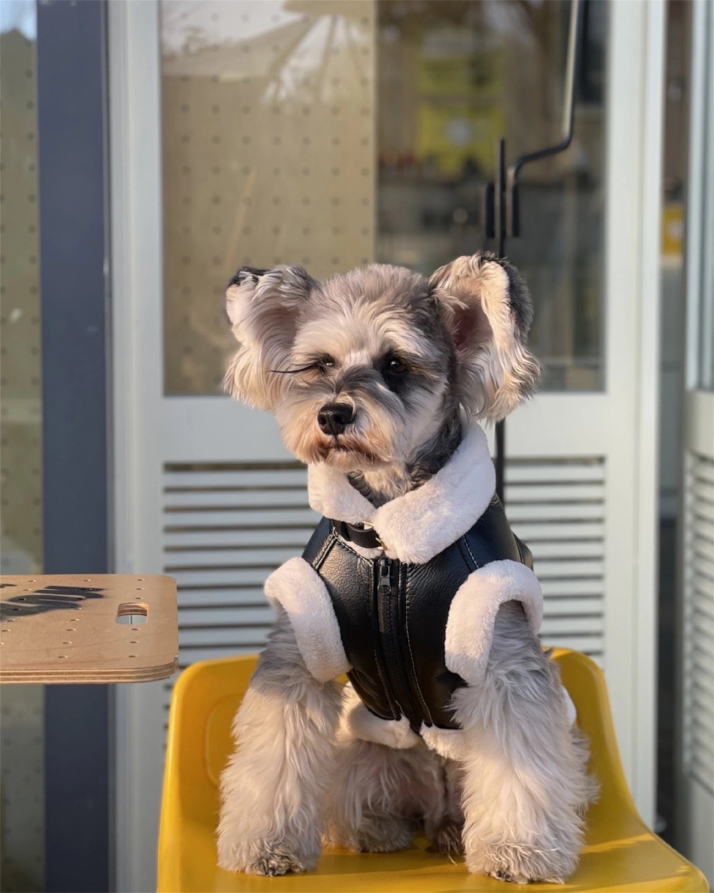 Trendy vest for dogs