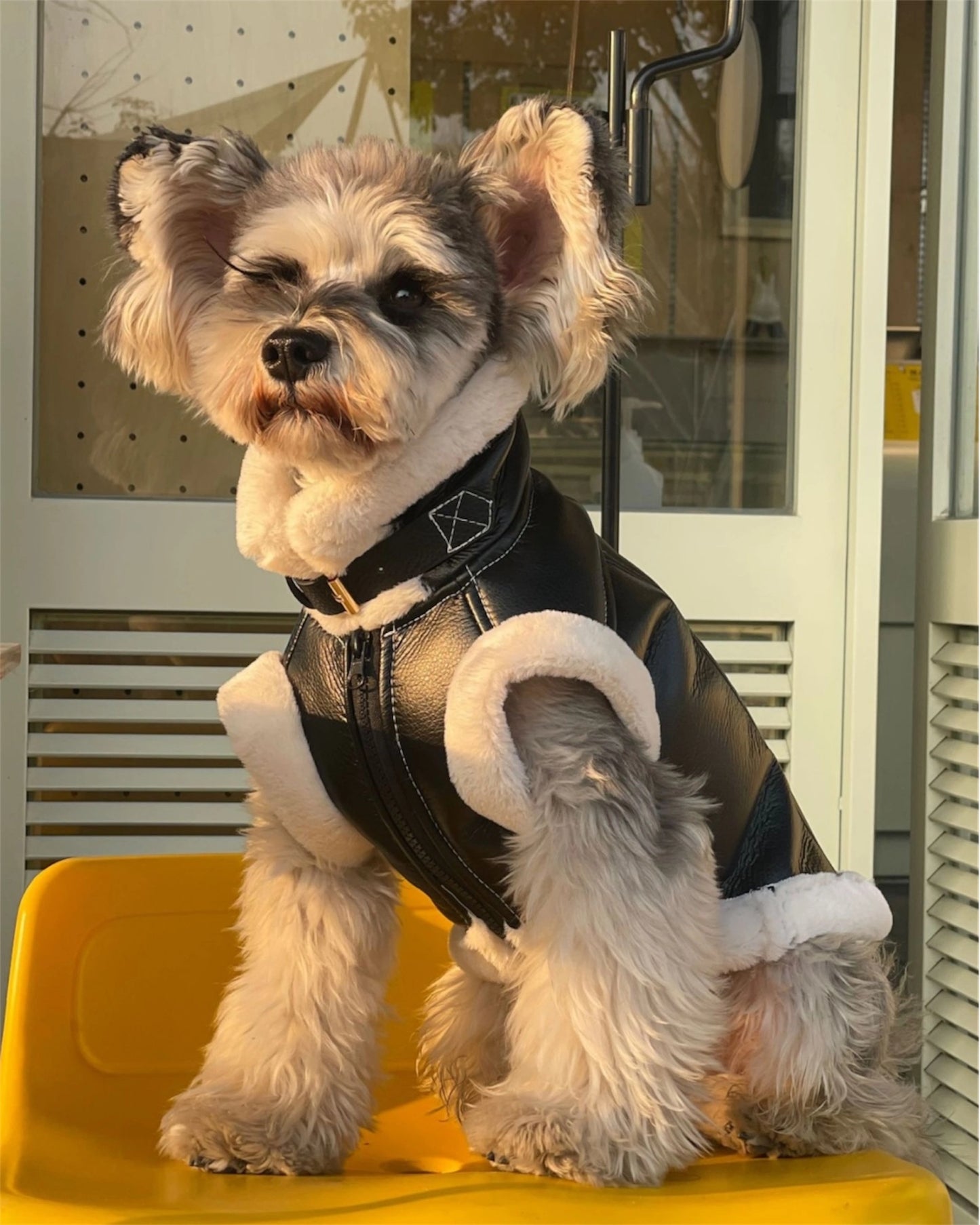 Trendy vest for dogs