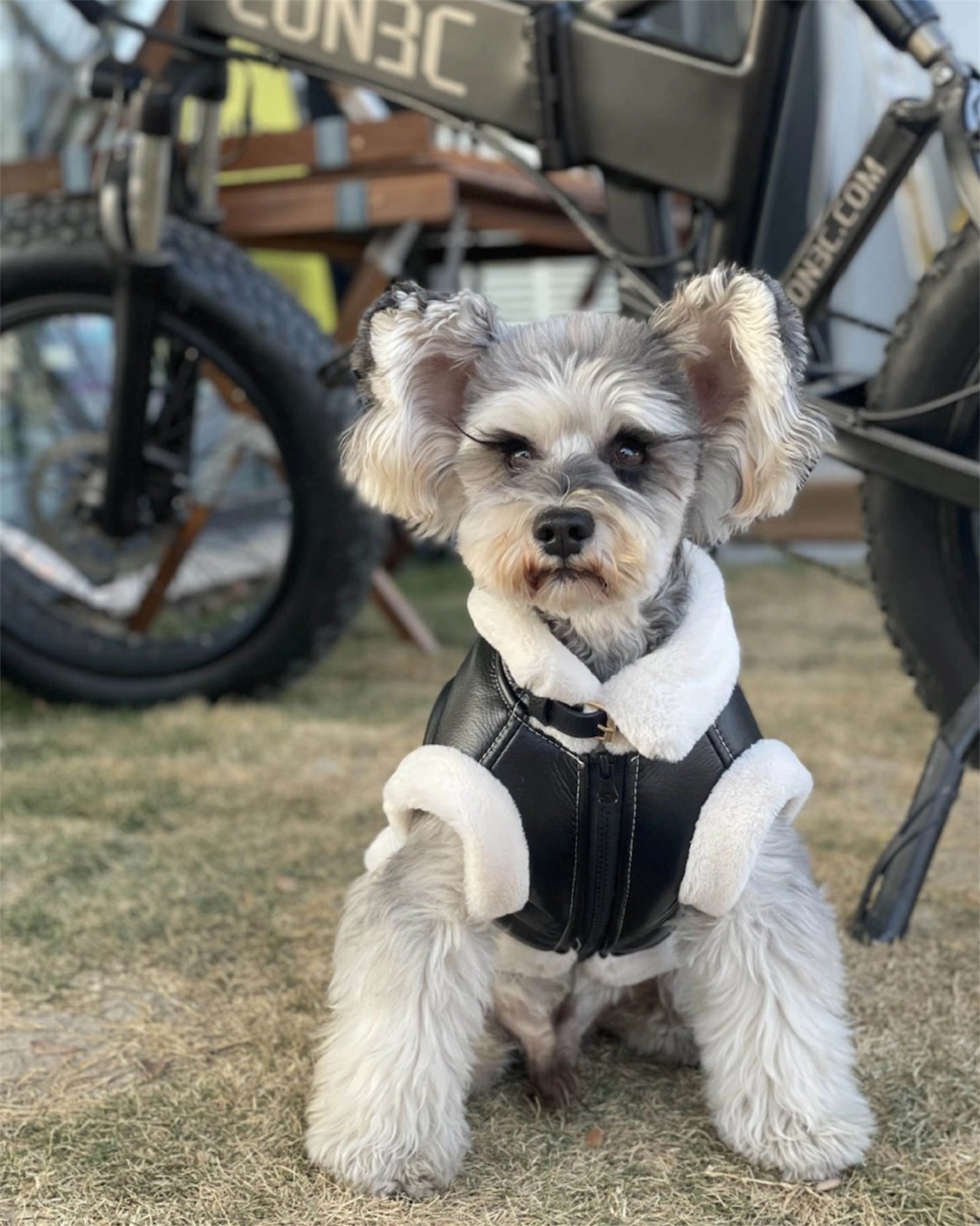 Trendy vest for dogs