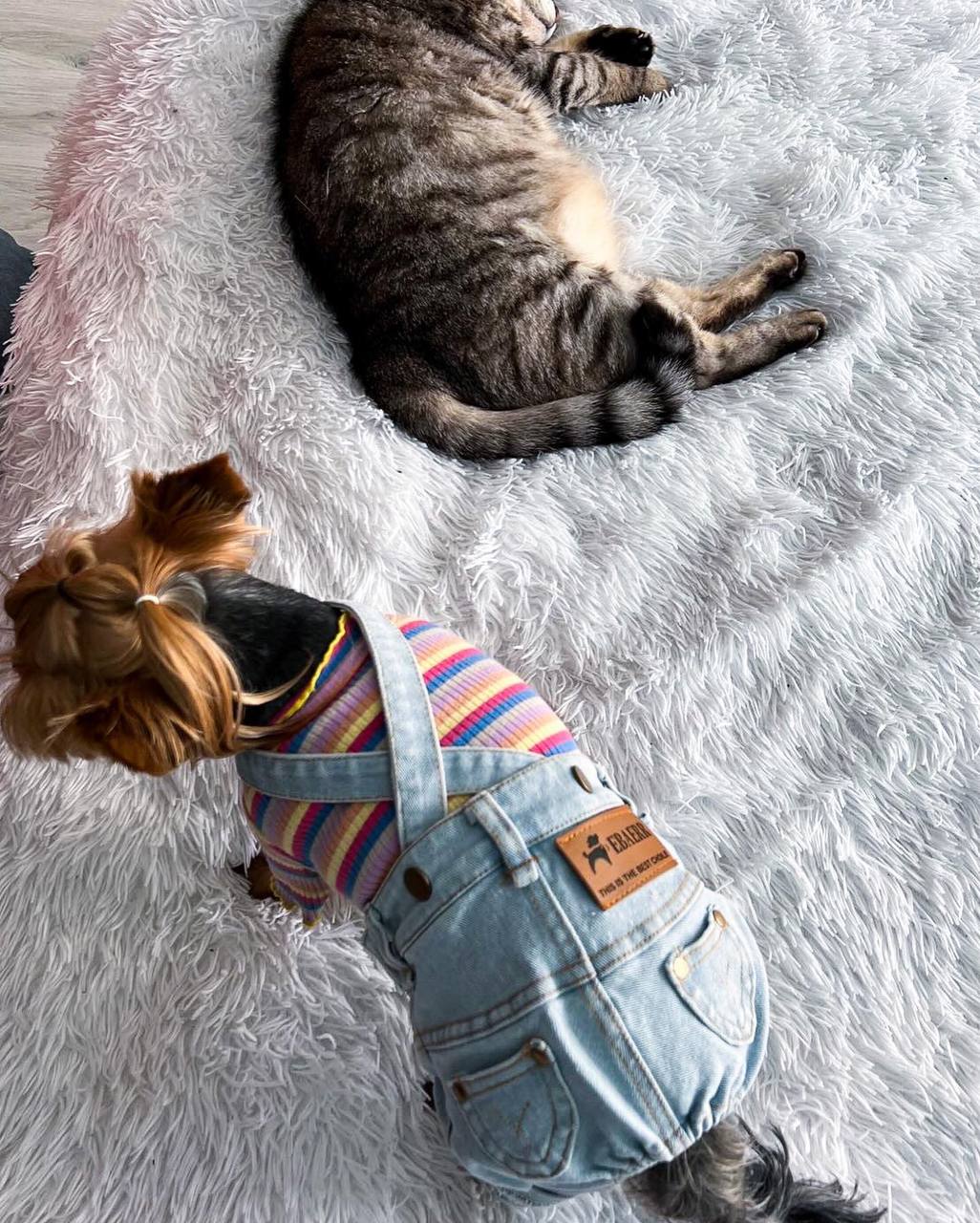 Stylish jeans for your pet 🐶