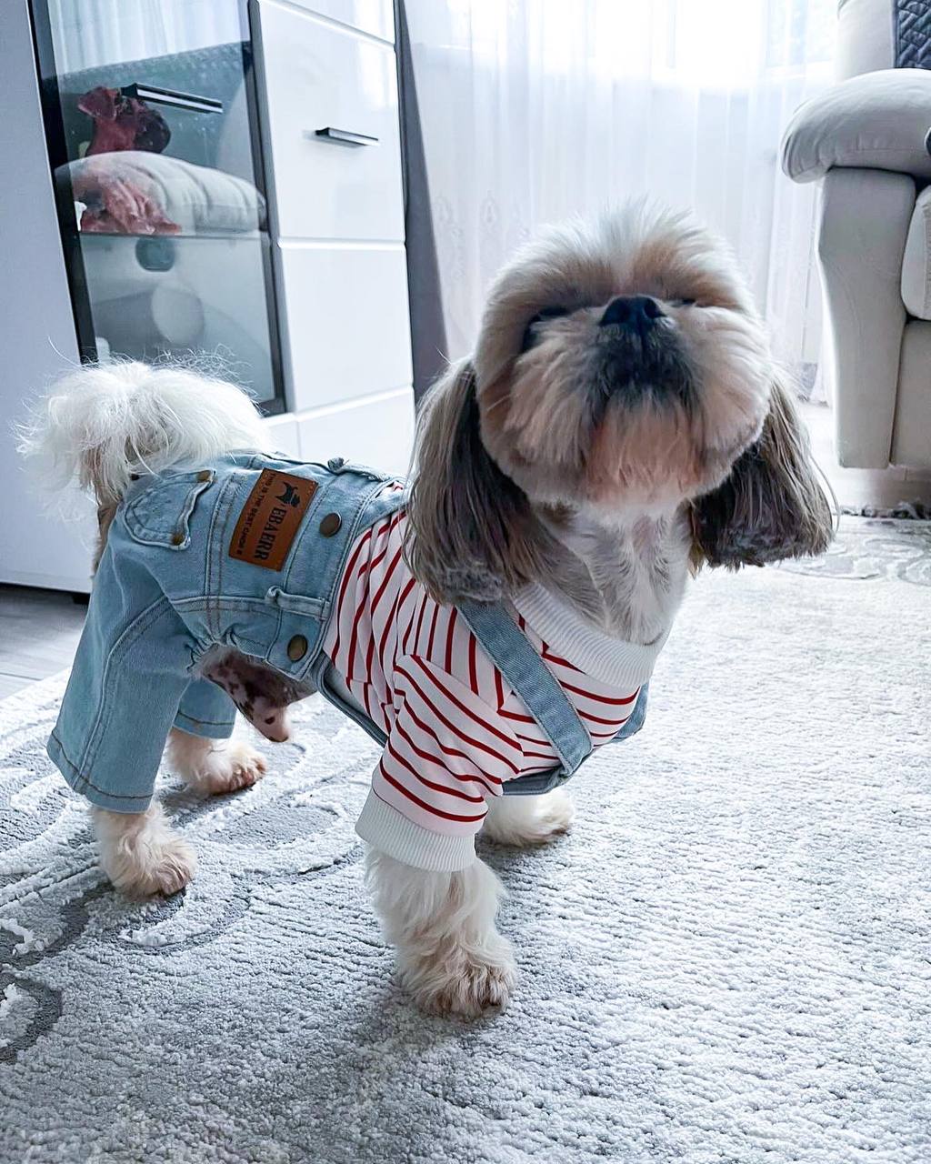 Stylish jeans for your pet 🐶