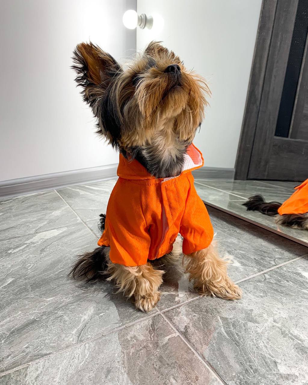 A practical raincoat for a dog