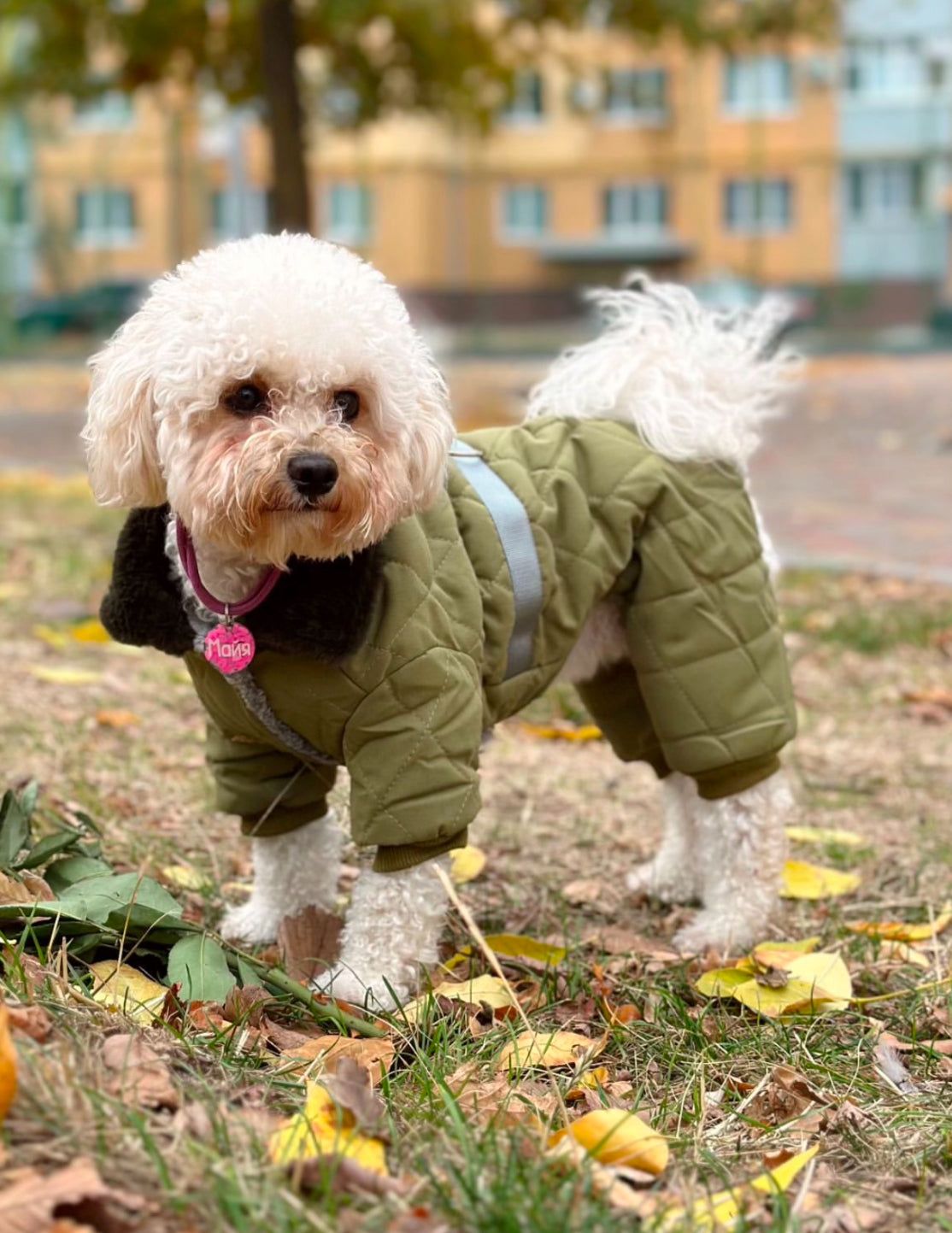 Overalls for a dog