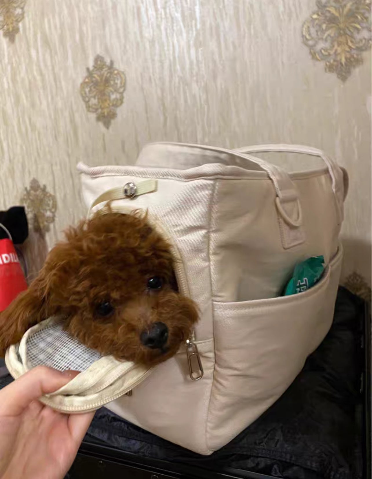 Carrying bag for dogs and cats