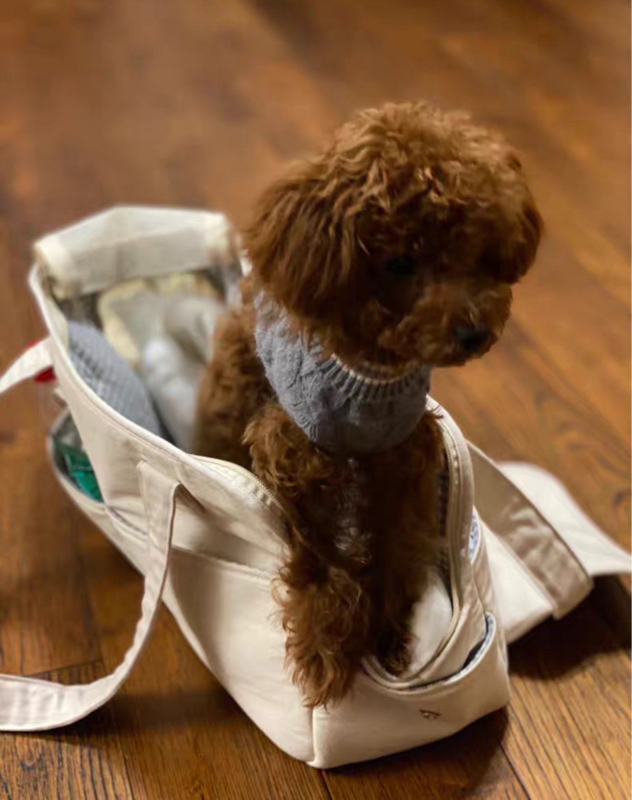 Carrying bag for dogs and cats