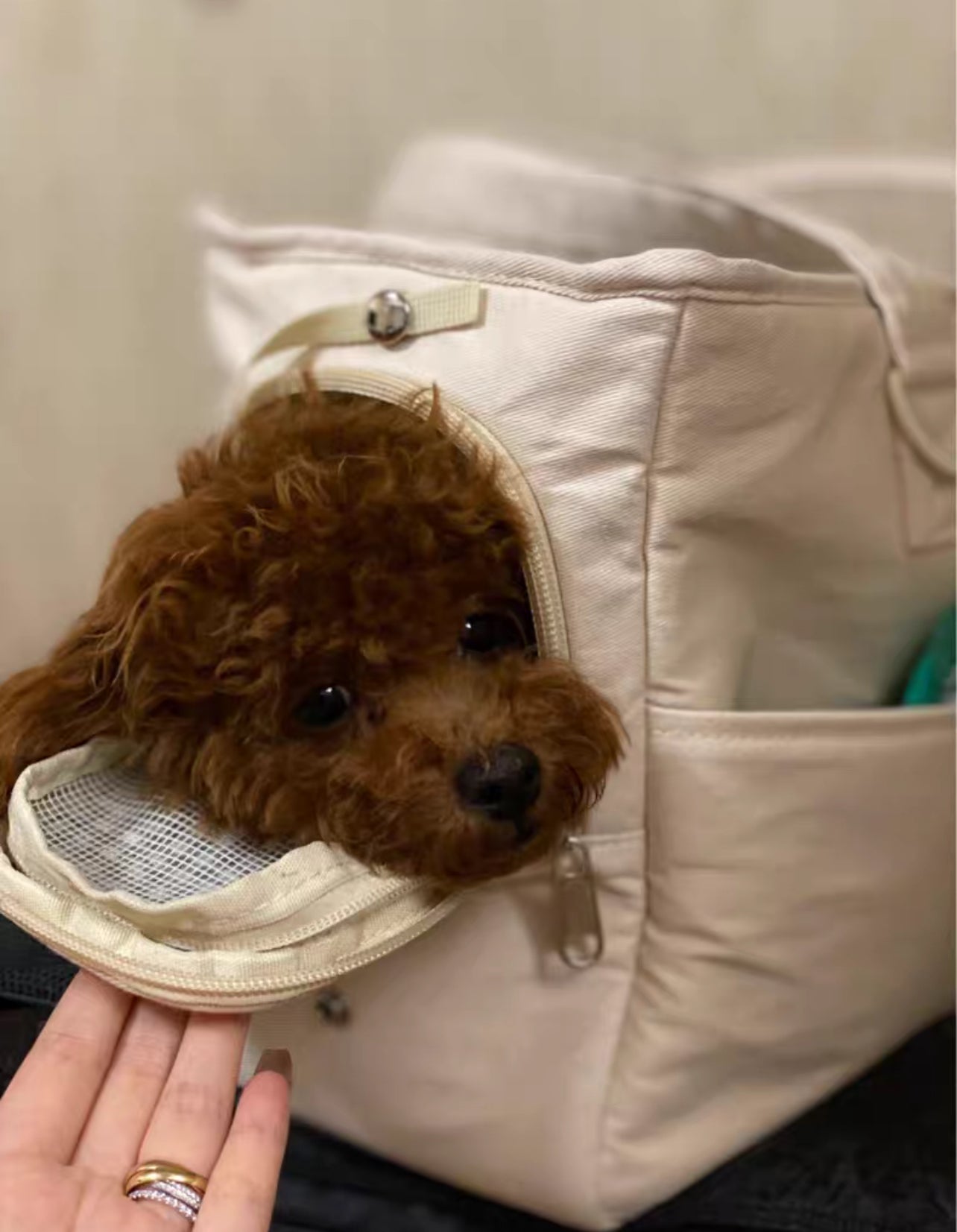 Carrying bag for dogs and cats