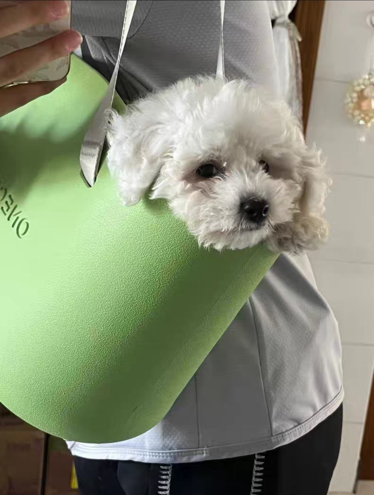 Non-slip bag for dogs and cats