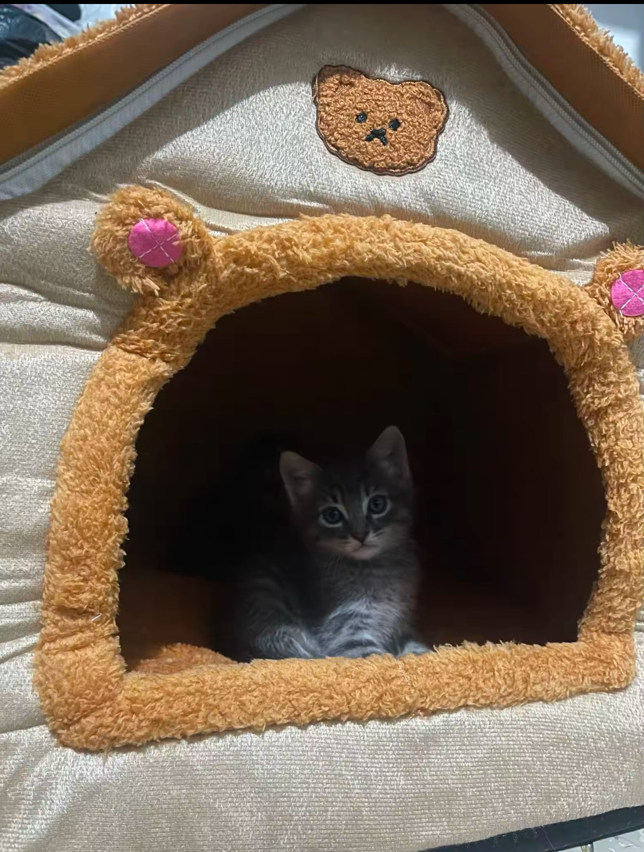 Folding house for cats and dogs